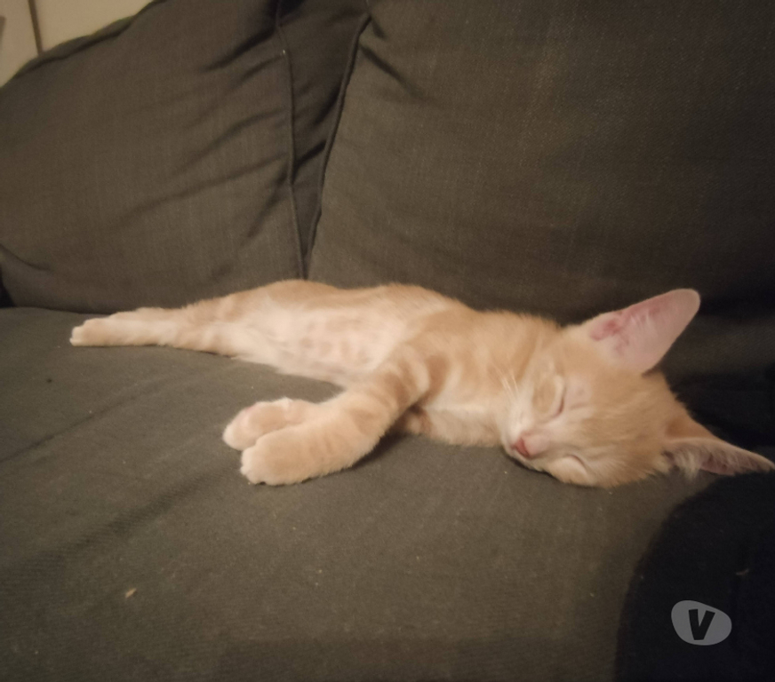 Don animaux Rhône Lyon - Photos Vivastreet ARU, chaton adorable et câlin