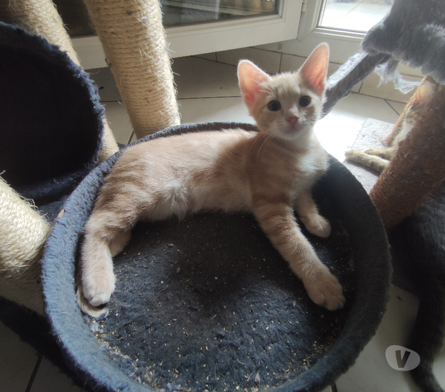 Don animaux Rhône Lyon - Photos Vivastreet ARU, chaton adorable et câlin