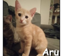 ARU, chaton adorable et câlin