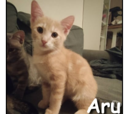 Adoption animaux Lyon Lyon - Photos Vivastreet ARU, chaton adorable et câlin