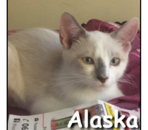 ALASKA, chatonne calme et câline