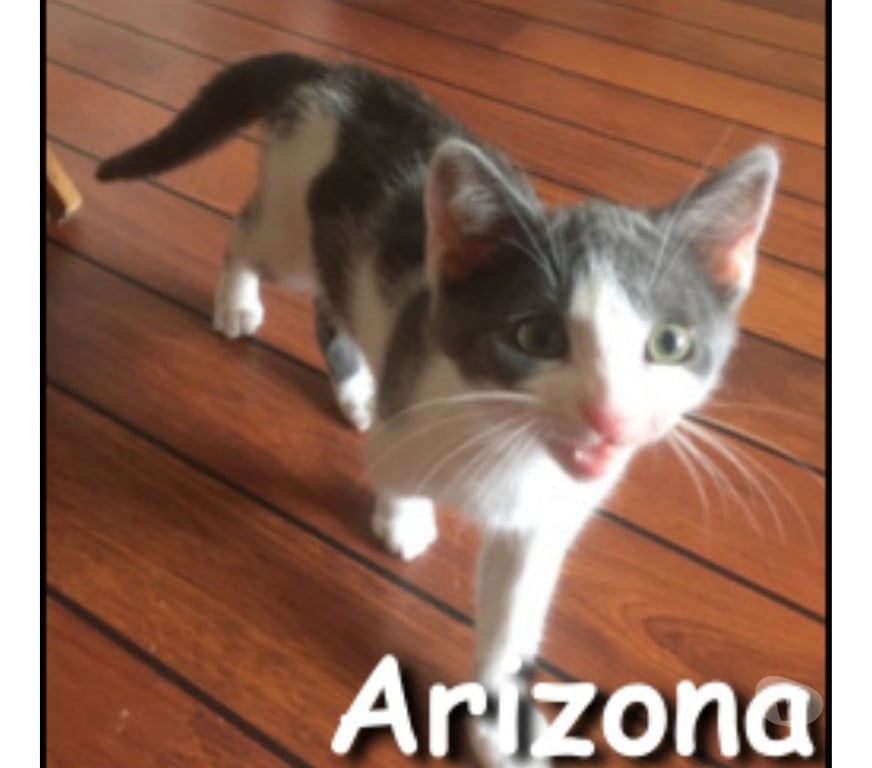 Don animaux Rhône Lyon - Photos Vivastreet ARIZONA, chatonne câline et attachante