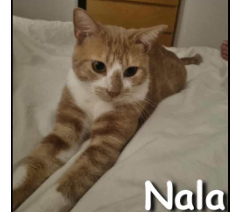 Adoption animaux Lyon Lyon - Photos Vivastreet NALA, minette câline et joueuse