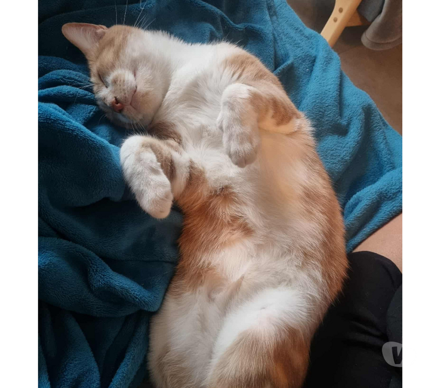 Don animaux Rhône Lyon - Photos Vivastreet NALA, minette câline et joueuse