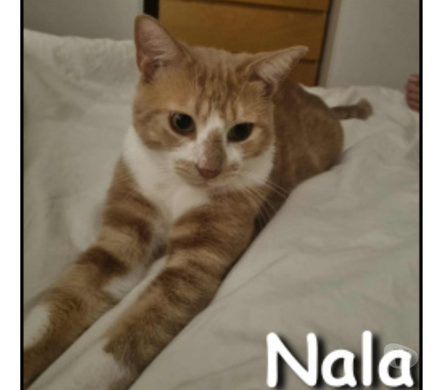Don animaux Rhône Lyon - Photos Vivastreet NALA, minette câline et joueuse