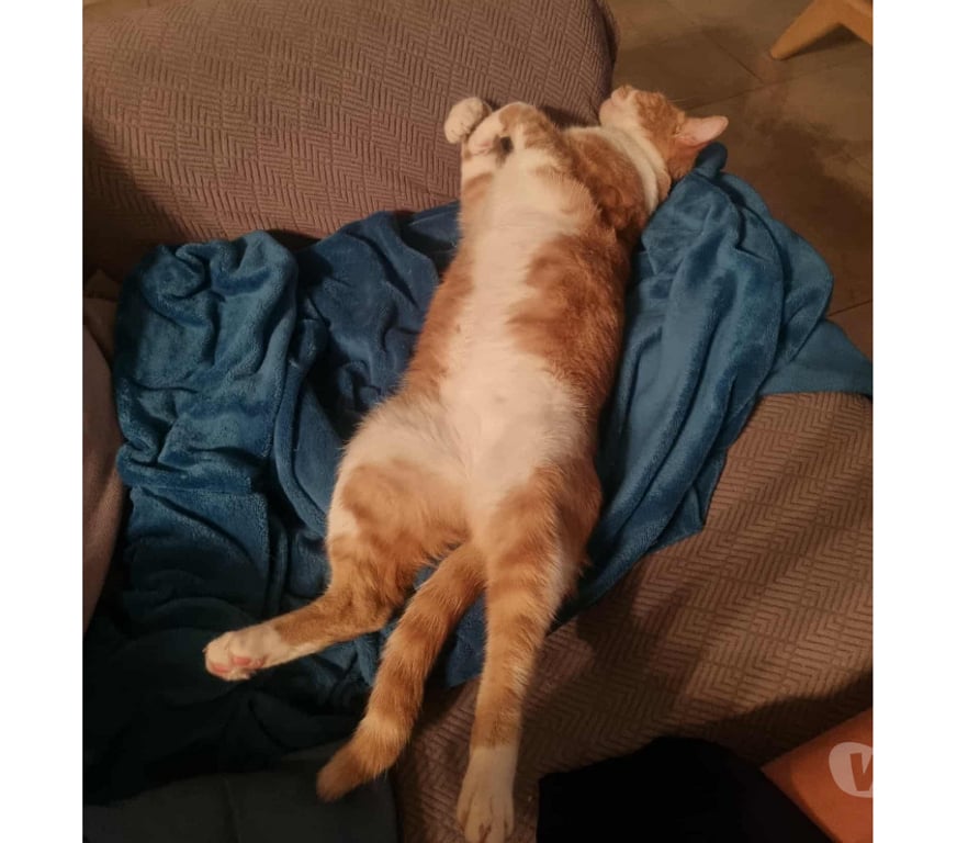 Don animaux Rhône Lyon - Photos Vivastreet NALA, minette câline et joueuse