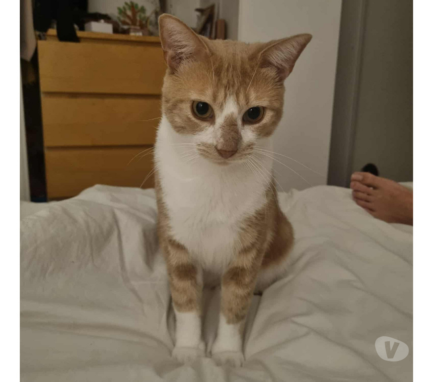 Don animaux Rhône Lyon - Photos Vivastreet NALA, minette câline et joueuse