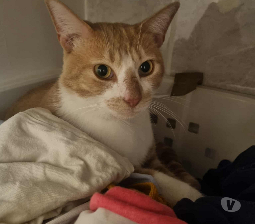 Don animaux Rhône Lyon - Photos Vivastreet NALA, minette câline et joueuse