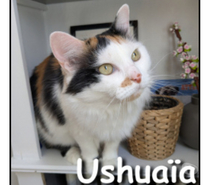 USHUAIA, minette adorable et affectueuse