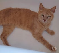 ARTHUR, chat roux 9 ans type européen non lof