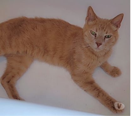 Don animaux Beziers Hérault - Photos Vivastreet ARTHUR, chat roux 9 ans type européen non lof