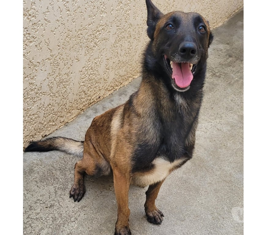 Don animaux Hérault Beziers - 34500 - Photos Vivastreet ALIZEE, chienne type malinoise, 3 ans non lof