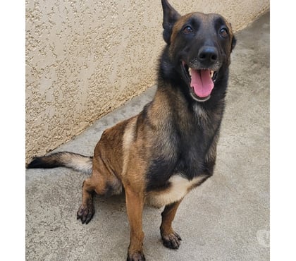 Don animaux Beziers Hérault - Photos Vivastreet ALIZEE, chienne type malinoise, 3 ans non lof