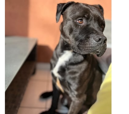 Adoption animaux Mende Lozère - Photos Vivastreet VAGO, chien type boxer labrador 2 ans non lof