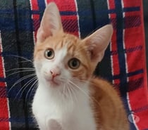 CHATON MALE 3 MOIS ROUX ET BLANC TRÈS SOCIABLE AFFECTUEUX