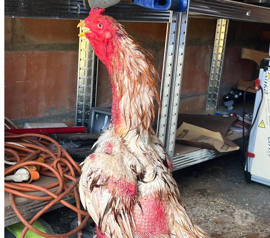 Vente Charente Angouleme - 16000 - Photos Vivastreet Coq américain 14mois