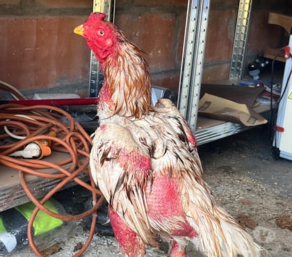 Vente animaux Angouleme Charente - Photos Vivastreet Coq américain 14mois