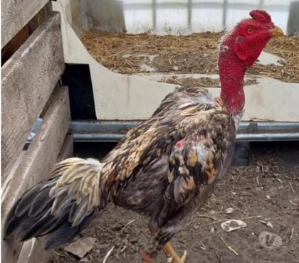 Vente animaux Reignac Charente - Photos Vivastreet Coq américain Thaïlande 1ans