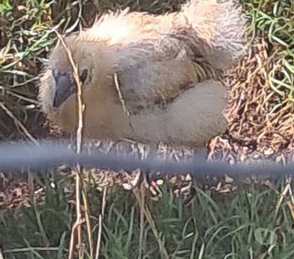 Vente animaux St Georges Pas-de-Calais - Photos Vivastreet Vends poussin soie