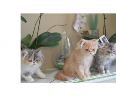 Chats Persans A Vendre France Vente Achat Chats Persans France 2