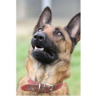 Berger Malinois A Vendre France Vente Achat Berger Malinois France Berger Malinois A Vendre France Vente Achat Berger Malinois France