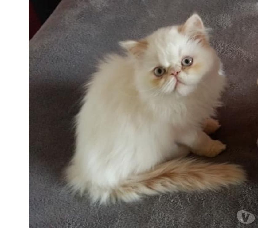 Chaton Persan Femelle Loof Achat Vente Animaux Meaux Avec Vivastreet