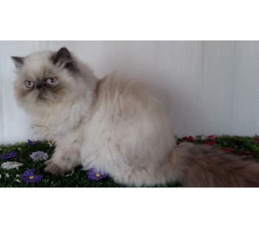 Chats Persans A Vendre Paris Vente Achat Chats Persans Paris