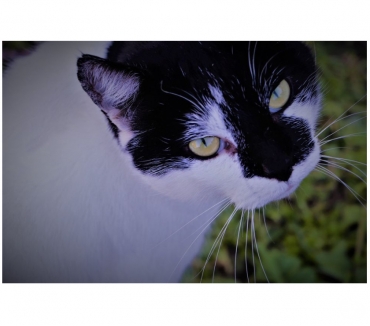 lesbienne chatte chance