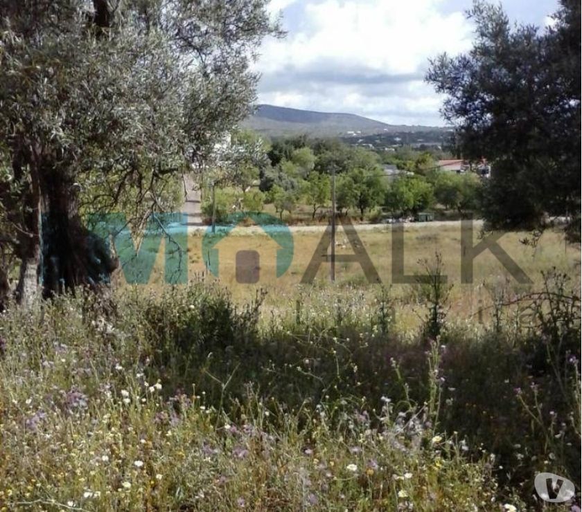 Photos Vivastreet Terrain mixte avec 7680m2 à Brancanes près de Olhão T-841