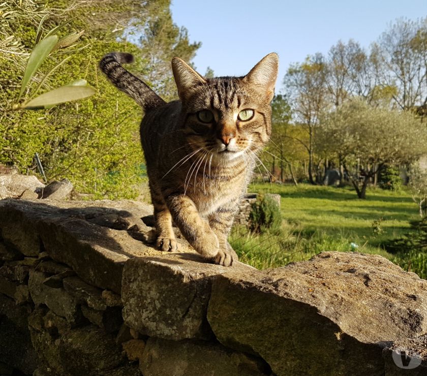 Tigrou Jeune Chat Tigre Gentil A Adopter Adoption Don Animaux Carcassonne Avec Vivastreet