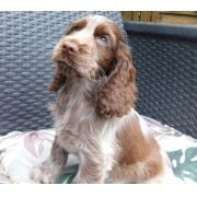 Vivastreet_7174307612