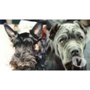 ASSOCIATION SAUVONS LES