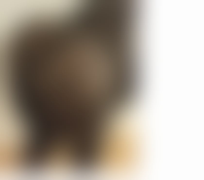  Escorts & Erotic Massage Canning Town Station East London - Photos for BumBum BBW AFRICAN QUEEN