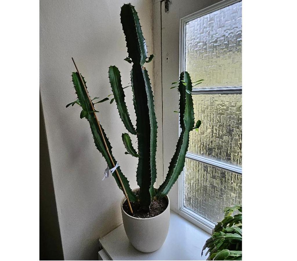 Beautiful houseplants for sale Stonehouse PL1 325055109 Vivastreet