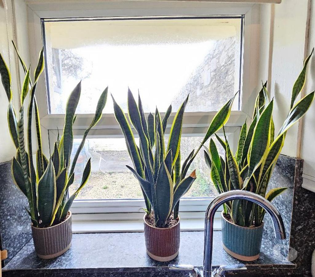 Beautiful houseplants for sale Stonehouse PL1 325055109 Vivastreet