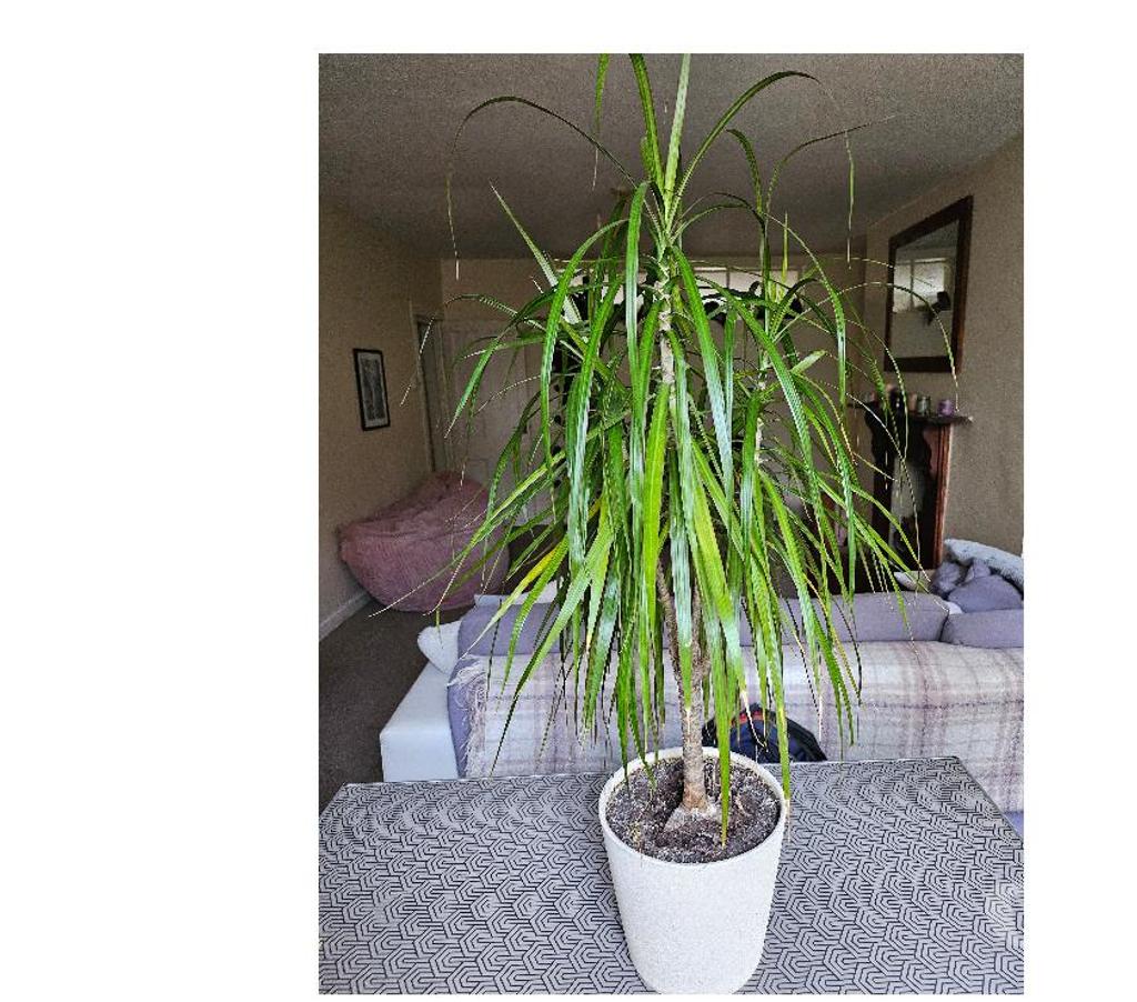 Beautiful houseplants for sale Stonehouse PL1 325055109 Vivastreet