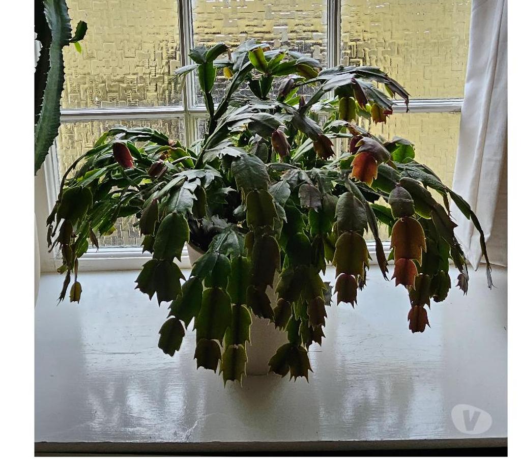 Beautiful houseplants for sale Stonehouse PL1 325055109 Vivastreet