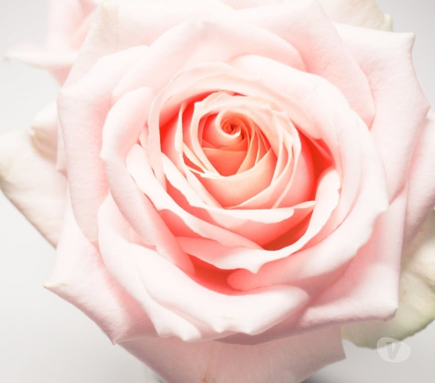 Full body massage South West London Wandsworth - South West London - Photos for Mobile Massage Therapy