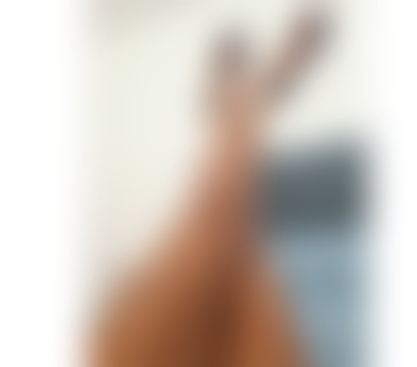 Escorts Somerset Bridgwater - Somerset - Photos for Im sexy hot Mexicana Monica😝