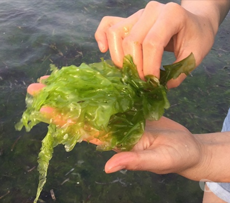 Farms for sale Devon Plymouth - Photos for Invest in Seaweed farming. Own or part own a seaweed farm.