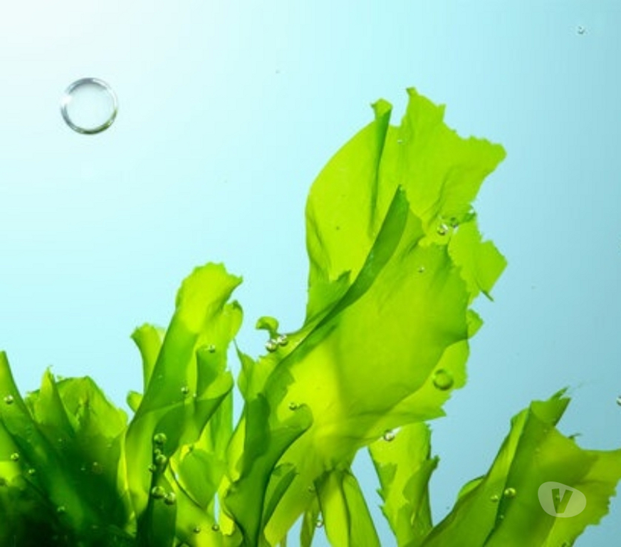 Farms for sale Devon Plymouth - Photos for Invest in Seaweed farming. Own or part own a seaweed farm.