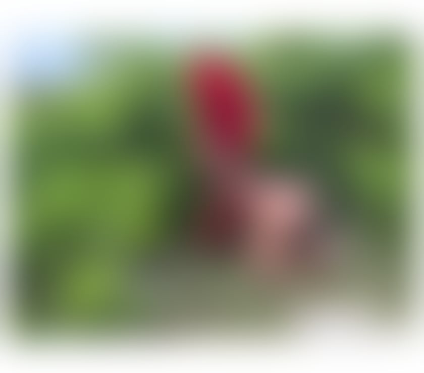 Trans Escorts North London Finchley - North London - Photos for hot xxl milk horse Indian๐