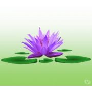 Lamphai Thai Ltd