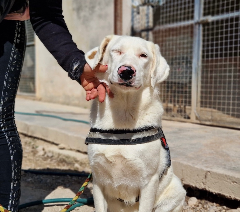 animali in regalo Pordenone e provincia Pordenone - Foto di Vivastreet.it Blanche da cucciola vive in canile