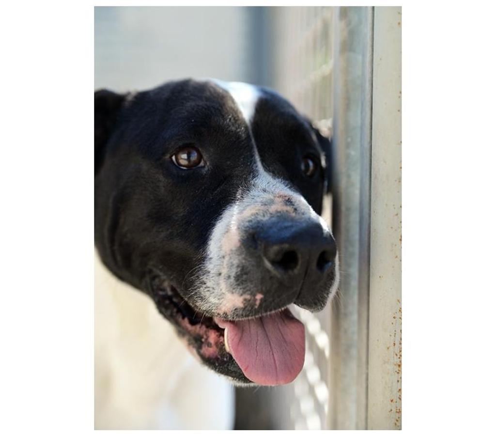 animali in regalo Roma e provincia Roma - Foto di Vivastreet.it Princess bellissima amstaff in adozione