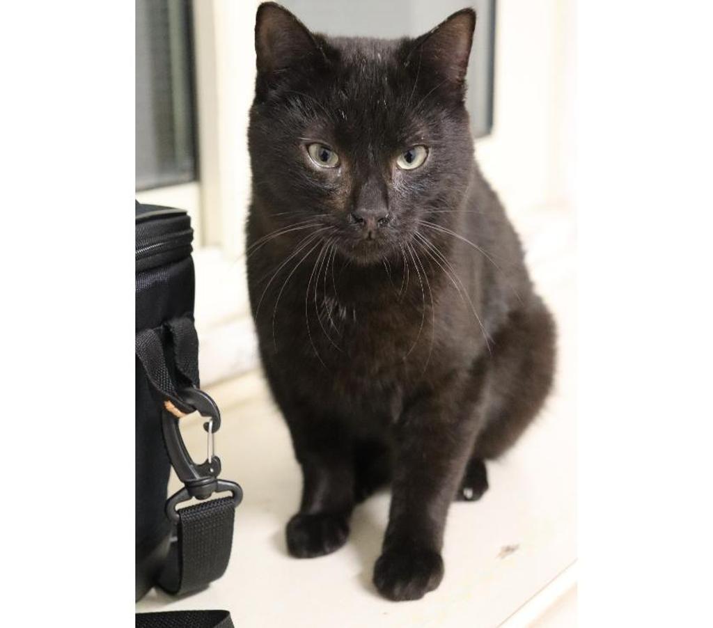 animali in regalo Milano e provincia Milano - Foto di Vivastreet.it Pippo, picciotto meraviglioso