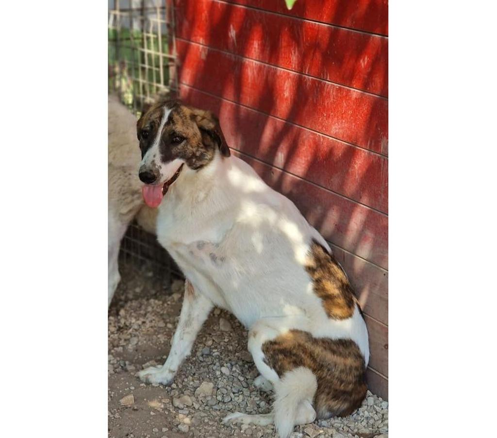 animali in regalo Pordenone e provincia Pordenone - Foto di Vivastreet.it DEAA tripode, adozione del cuore (ex Monchetta)