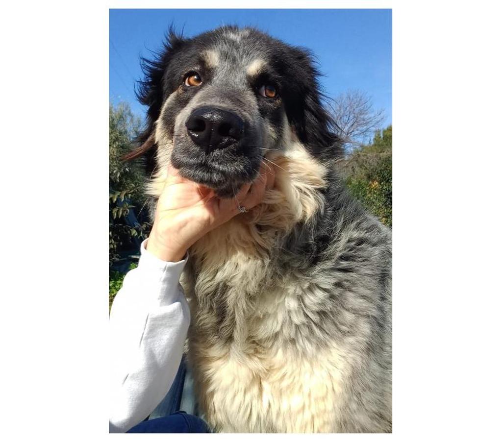 animali in regalo Pavia e provincia Pavia - Foto di Vivastreet.it ERMES, cane magnifico (a Pavia)