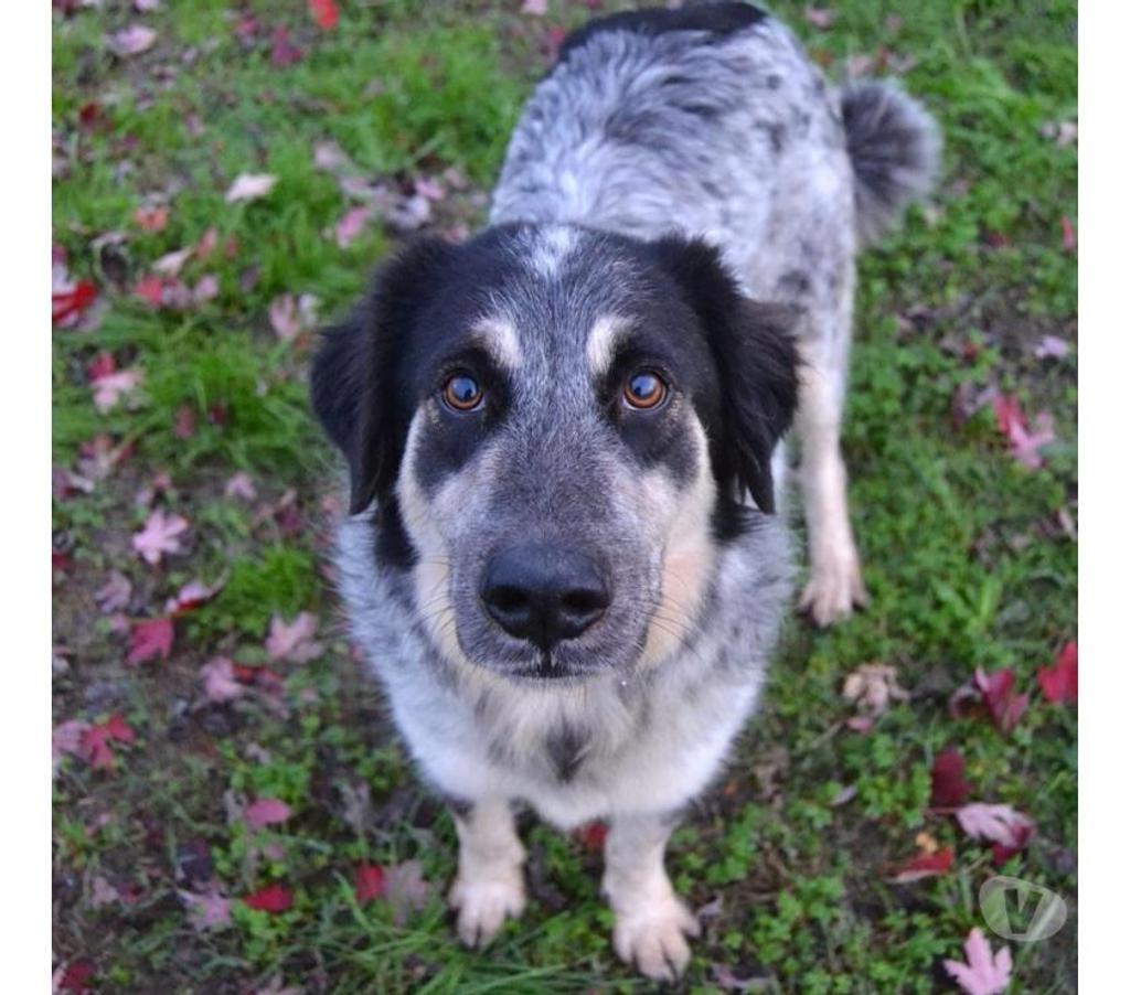 animali in regalo Pavia e provincia Pavia - Foto di Vivastreet.it ERMES, cane magnifico (a Pavia)