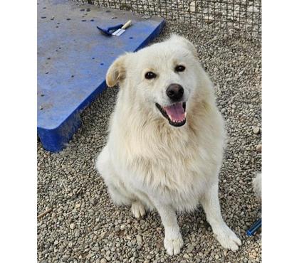 cuccioli in regalo Novara e provincia Novara - Foto di Vivastreet.it Bubu quasi 4anni bello,buono chiuso in box da 1anno.NOVARA